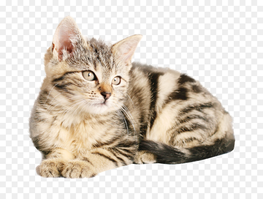 Gato Siberiano，Malaia Gato PNG