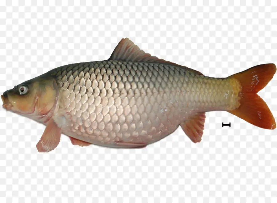 Peixe，Aquático PNG