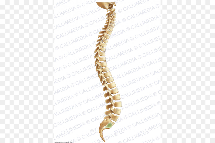 Coluna Vertebral，Osso PNG