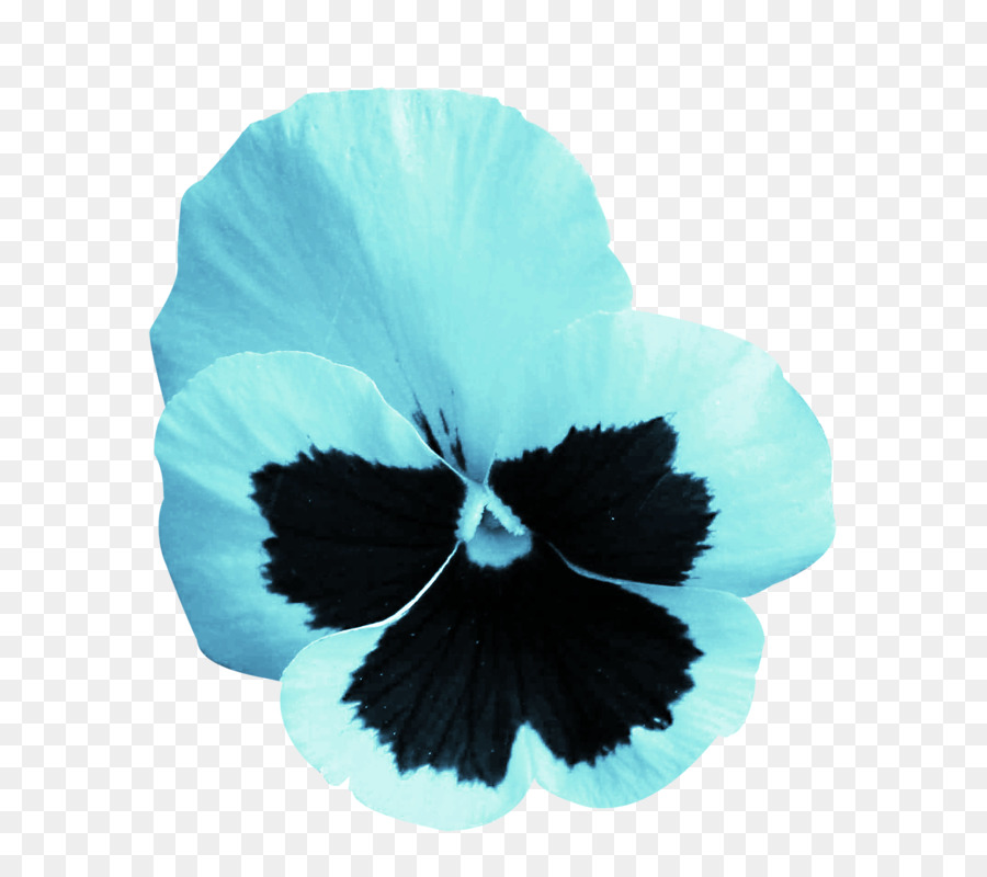 Pansy，Rosemallows PNG