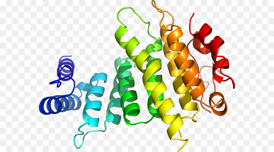 Estrutura Proteica，Biologia PNG