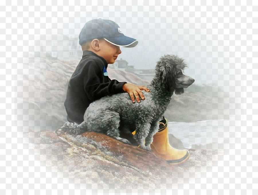 Padrão De Poodle，Cão De água Espanhol PNG