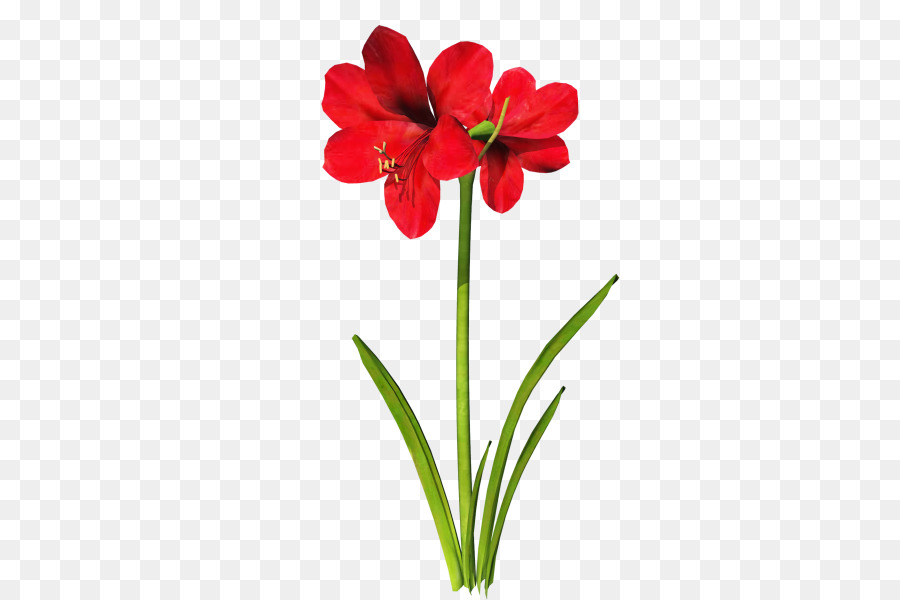 Flores Vermelhas，Natureza PNG