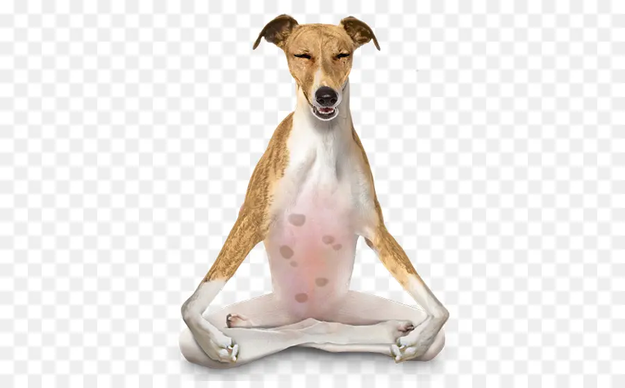 Cachorro，Ioga PNG