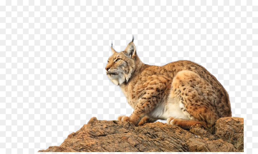 Lince，Selvagem PNG