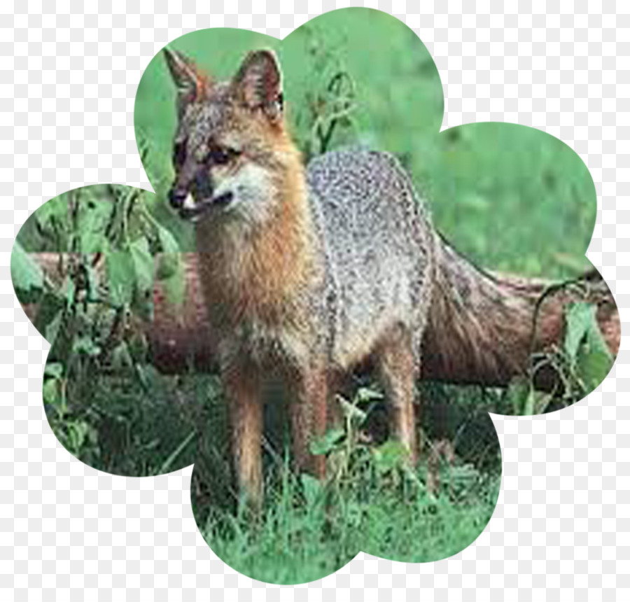 Raposa Vermelha，Gray Fox PNG