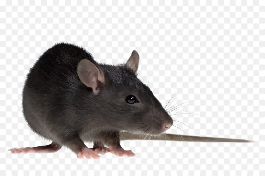 Marrom De Ratos，Mouse PNG