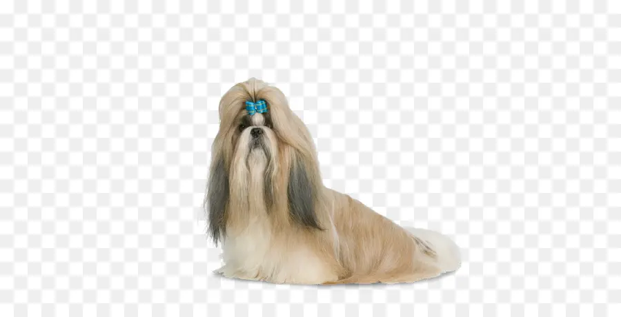 Cachorro Shih Tzu，Bicho De Estimação PNG