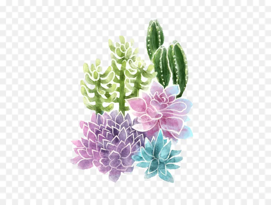 Suculenta Planta，Cactaceae PNG