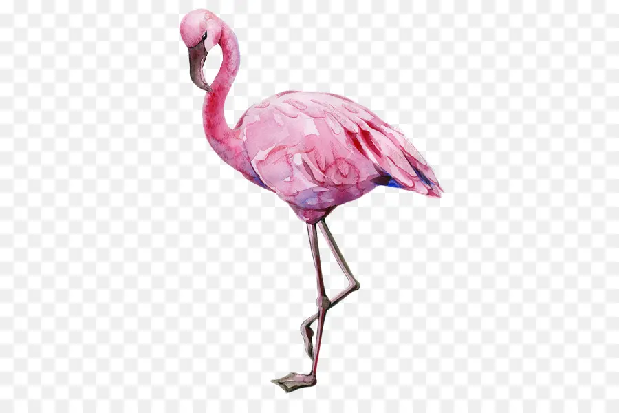 Royaltyfree，Flamingo PNG