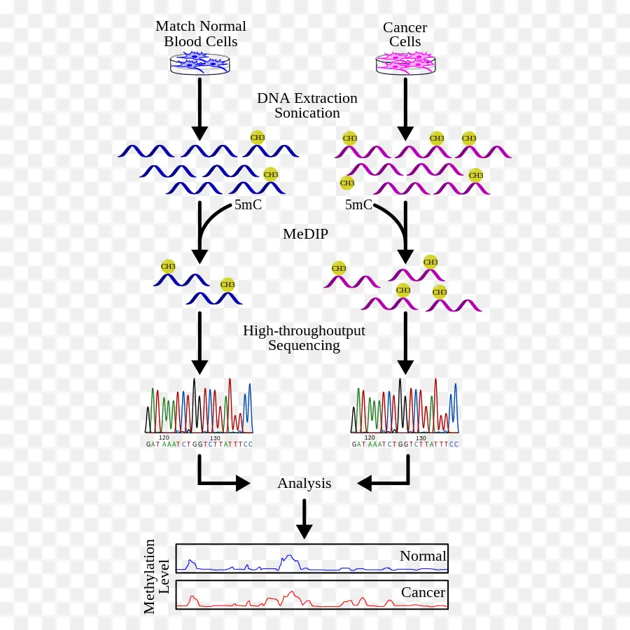 Dna Metilado Imunoprecipitação，A Metilação Do Dna PNG