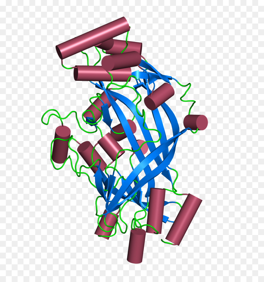 Cd36，Proteína PNG