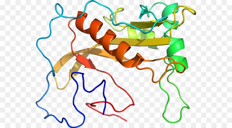 Estrutura Proteica，Biologia PNG