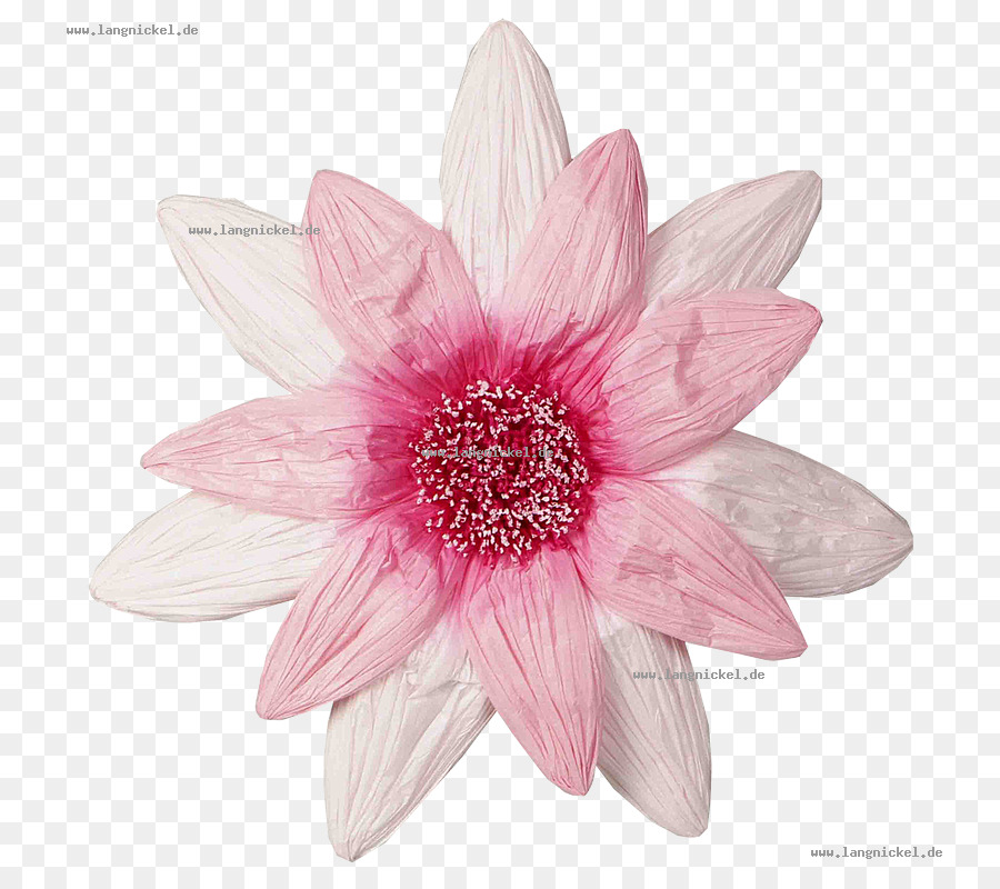 Dahlia，Flores De Corte PNG