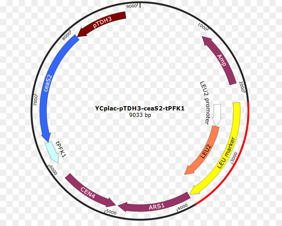 Vetor，International Genetically Engineered Machine PNG