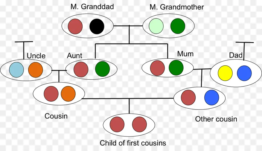 Árvore Genealógica，Genealogia PNG