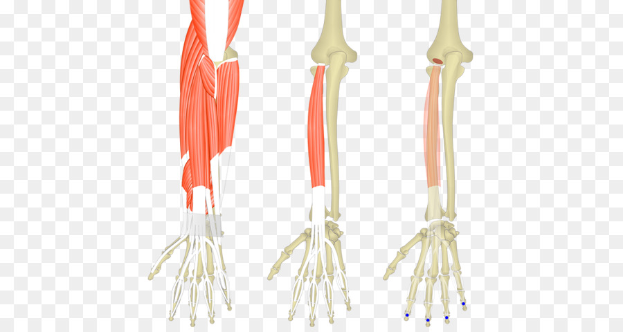 Extensor Carpi Radialis Longo Muscular，Extensor Digitorum Muscular PNG