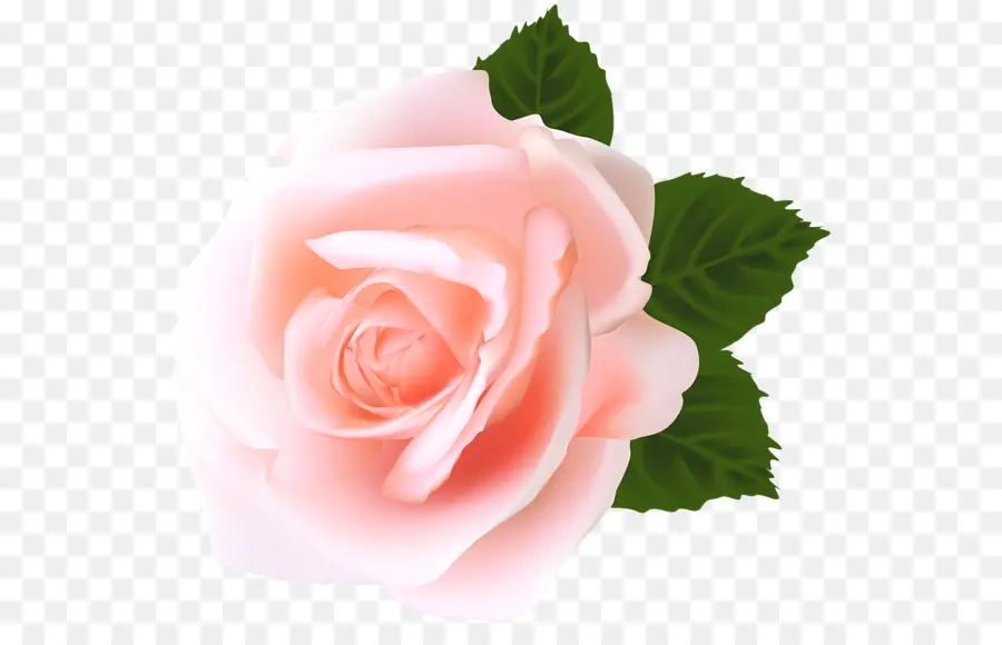 Rosa，As Rosas Do Jardim PNG