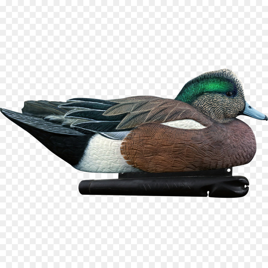 Pato Real，Pato PNG