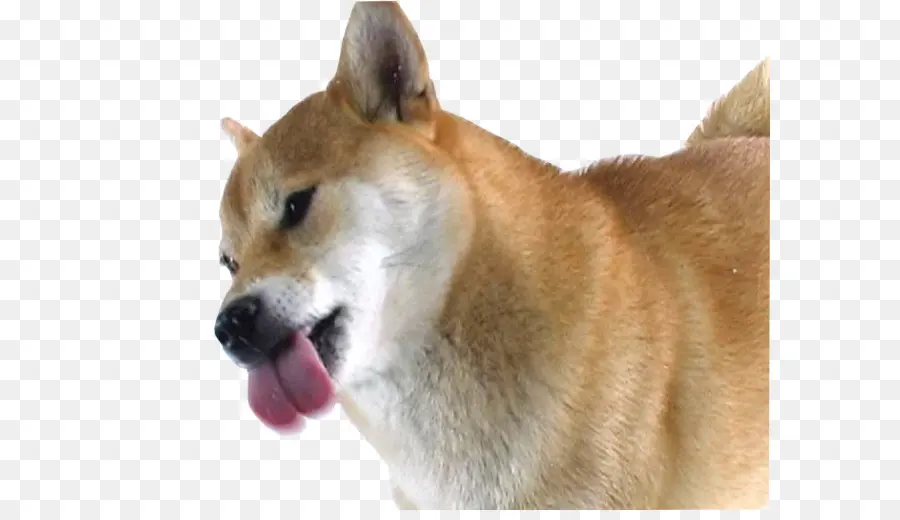 Shiba Inu，Filhote De Cachorro PNG