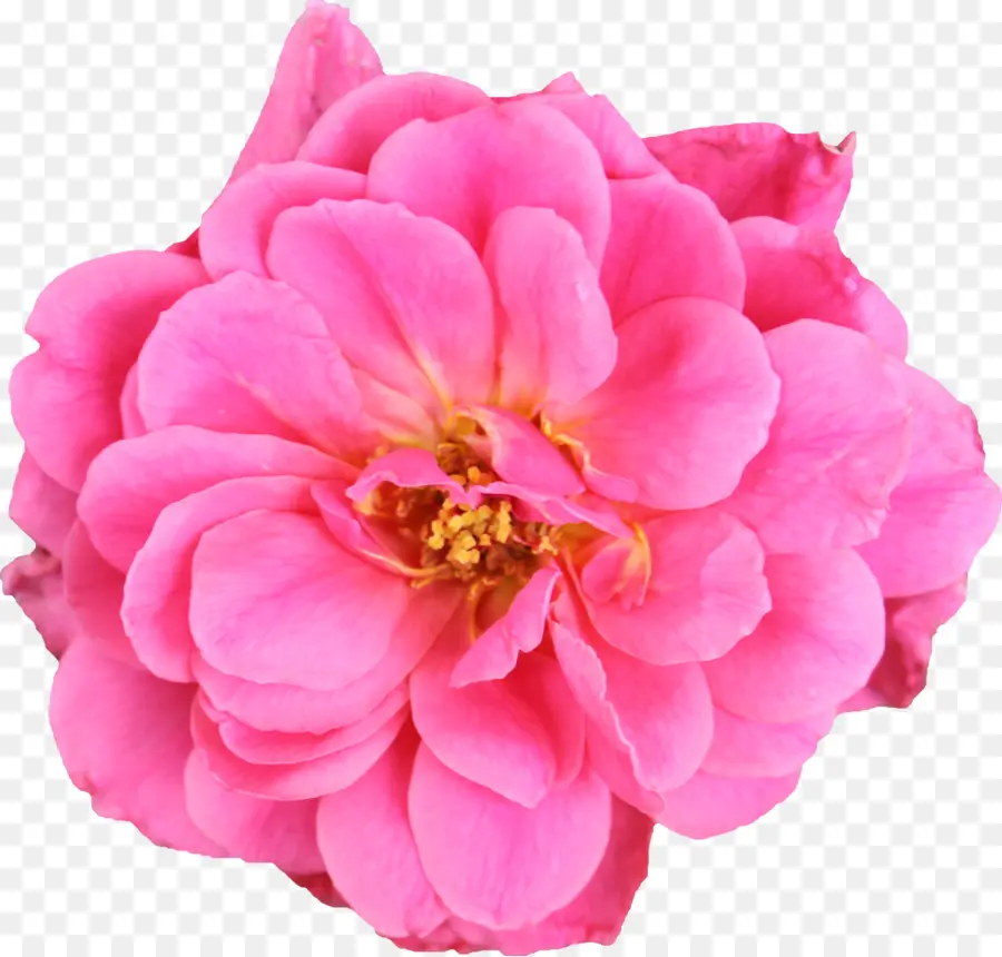 As Rosas Do Jardim，Repolho Rosa PNG