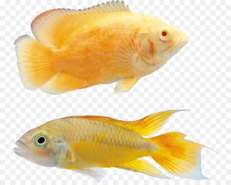 Koi，Peixinho PNG