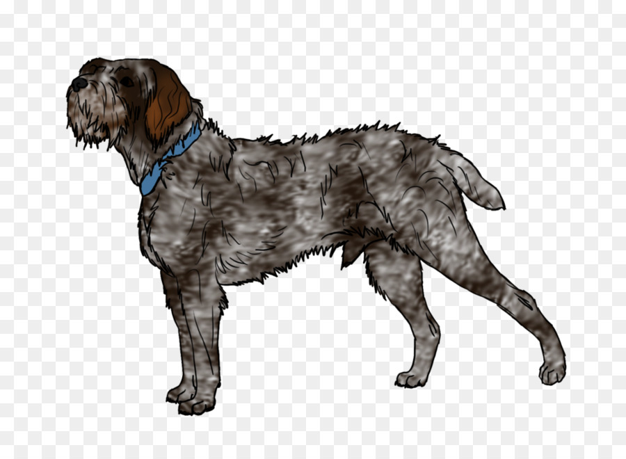 Wirehaired Apontando Grifo，Spinone Italiano PNG
