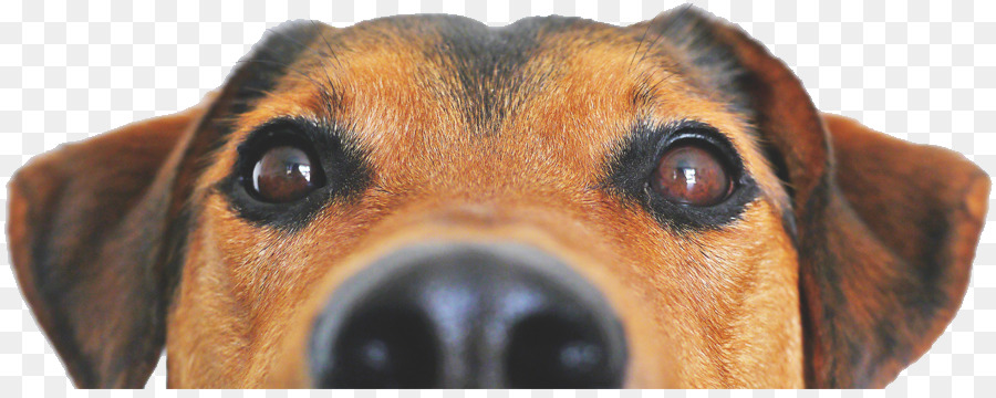 Cara De Cachorro，Bicho De Estimação PNG