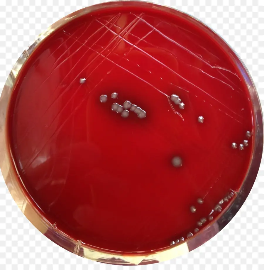 Staphylococcus Aureus，Agar Cantou PNG