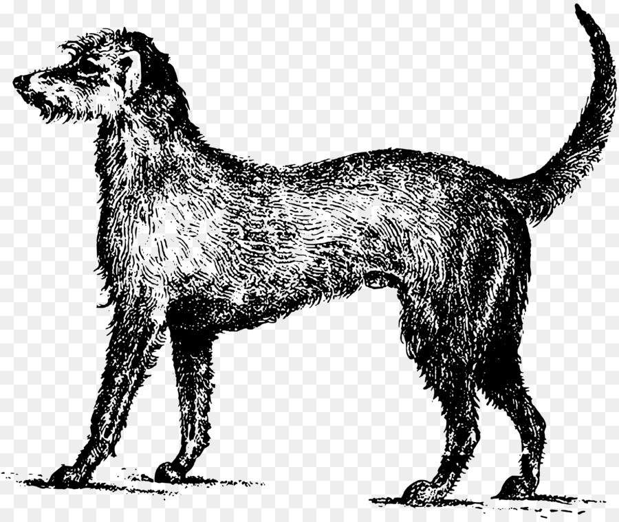 Irish Wolfhound，Irish Terrier PNG