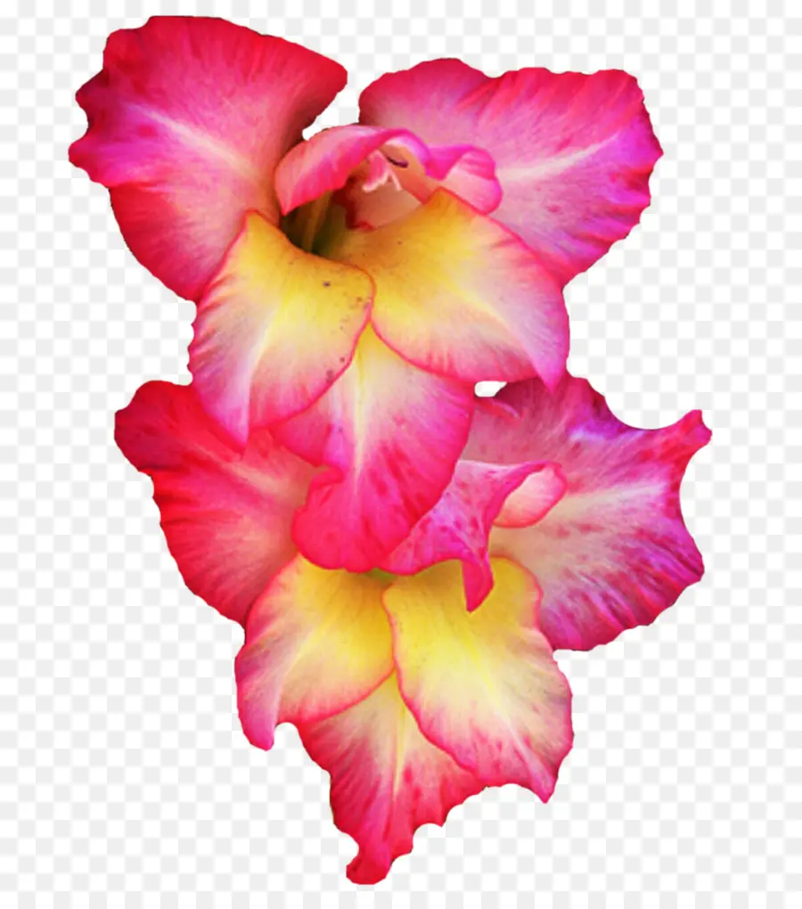 Flores，Rosa PNG