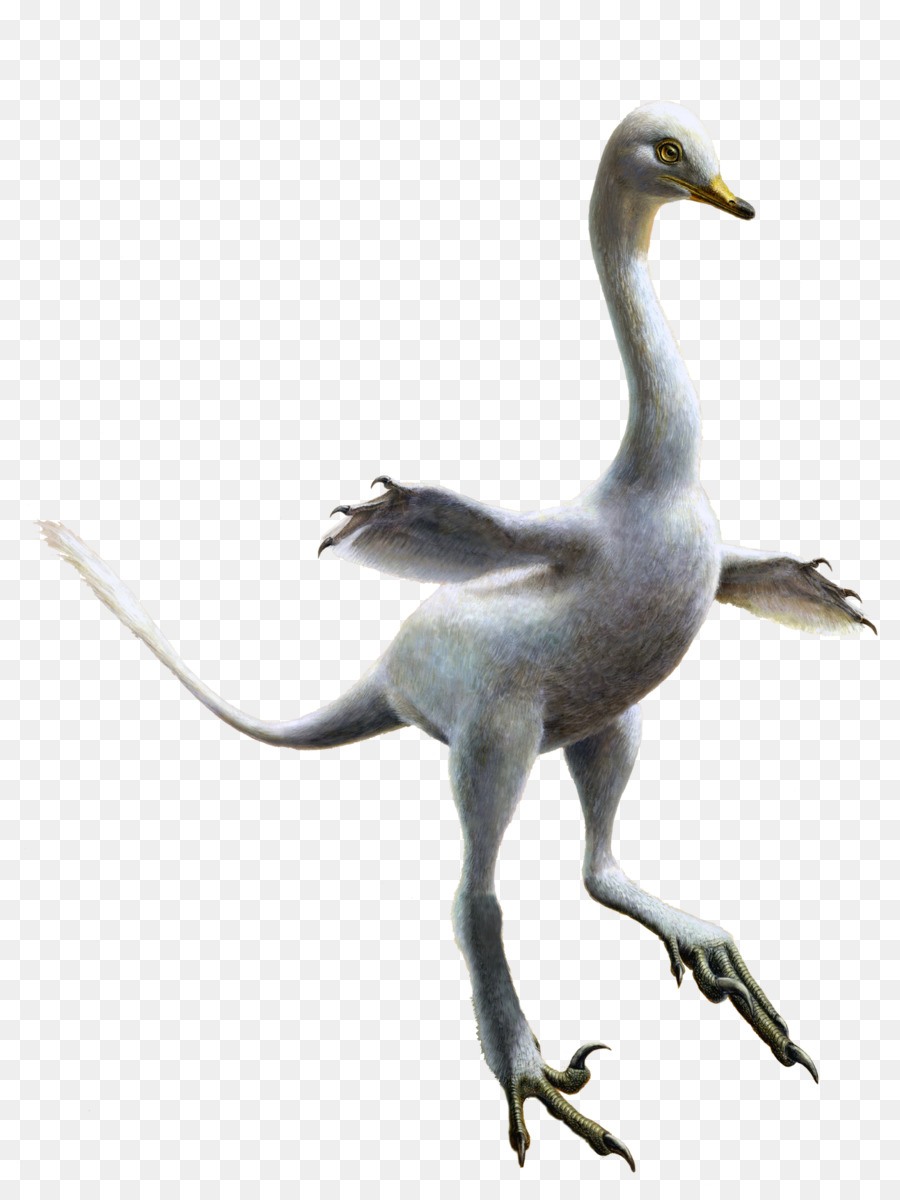 Halszkaraptor，Velociraptor PNG