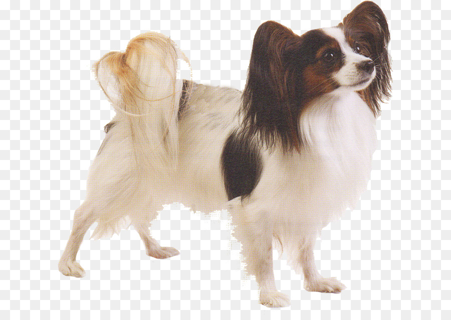 Papillon Cão，Phalène PNG