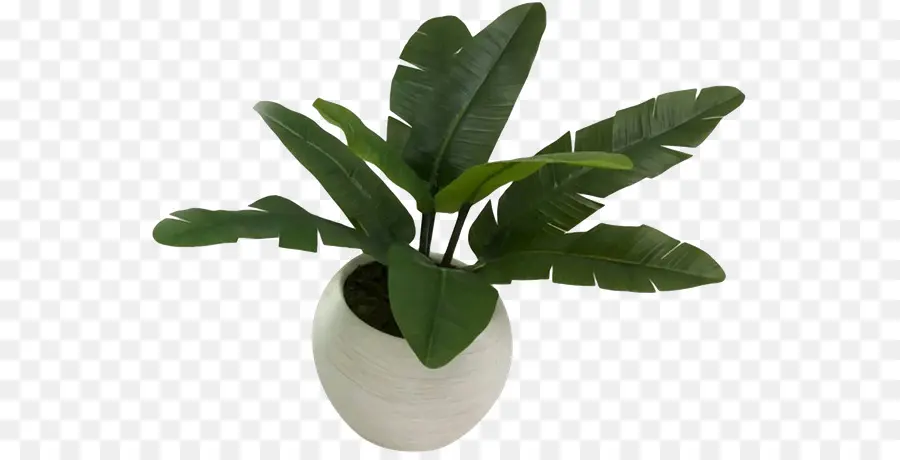 Planta Em Vaso，Pote PNG