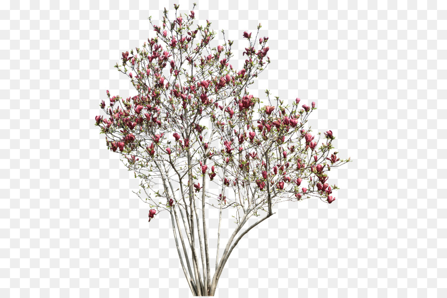 Planta Com Flores，Flores PNG