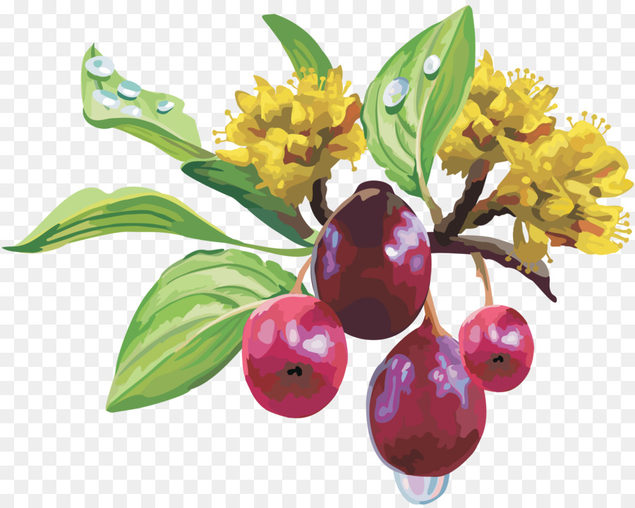Frutas，Uva PNG