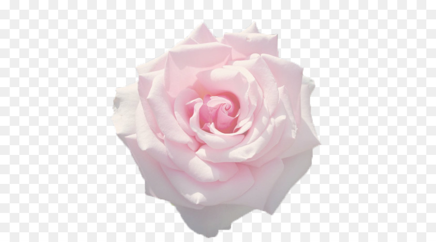 Rosa Pêssego，Florescer PNG