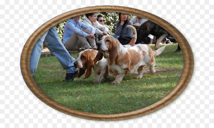 Sussex Spaniel，Basset Hound PNG