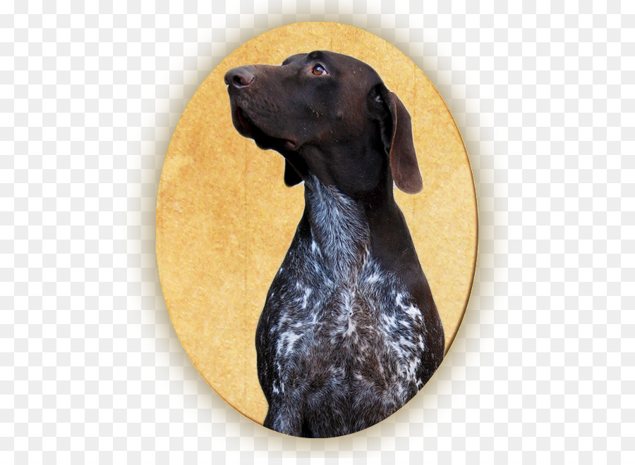 Alemão De Pêlo Curto Ponteiro，Labrador Retriever PNG