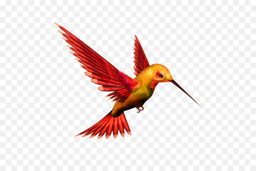 Colibri，Pássaro PNG