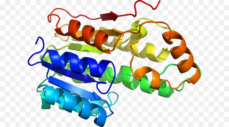 A Homologia De Modelagem，Proteína PNG
