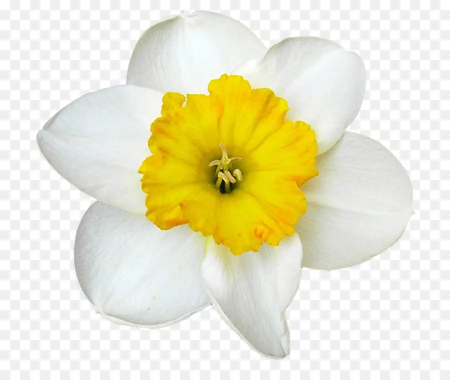 Narciso，Narcissus PNG