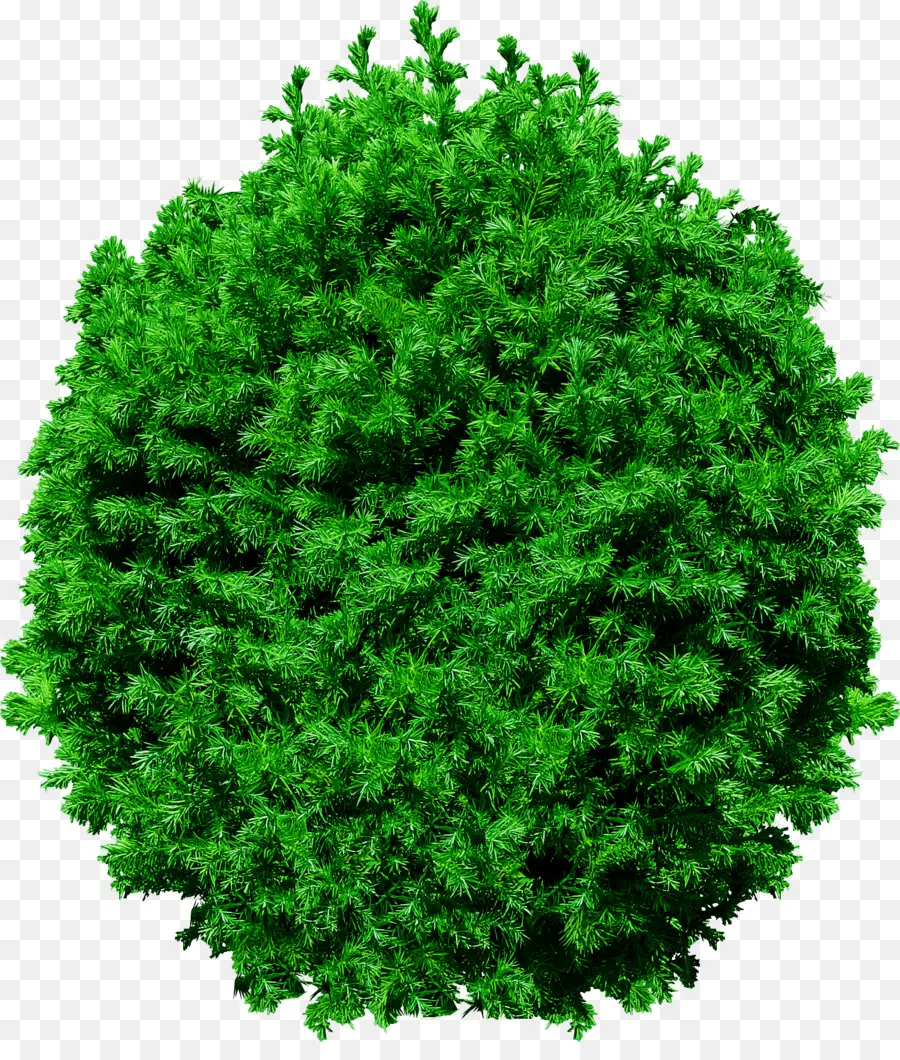 árvore，Pine PNG