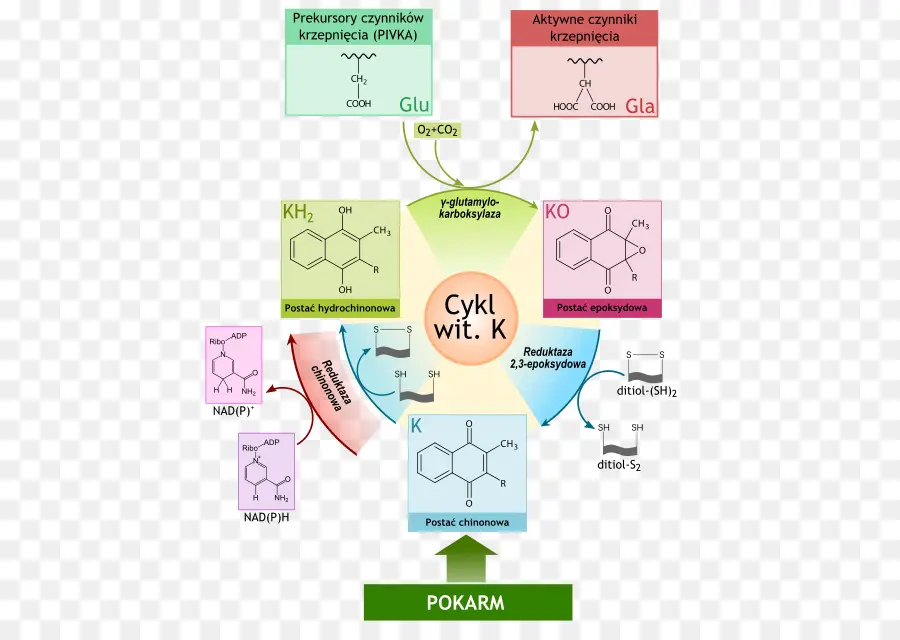 Ciclo Da Vitamina K，Vitamina PNG