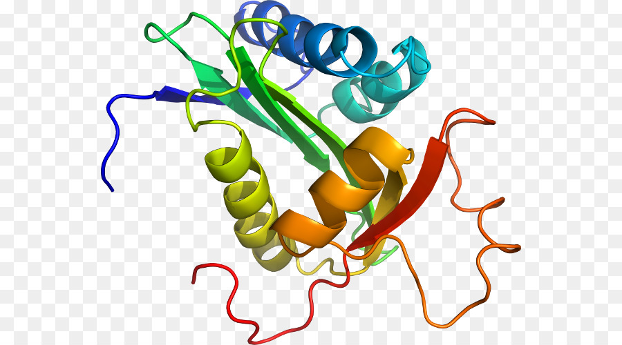 Proteína，Molécula PNG