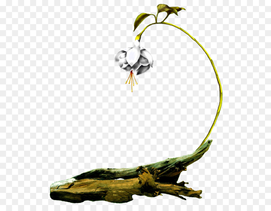 Flor，Galho PNG