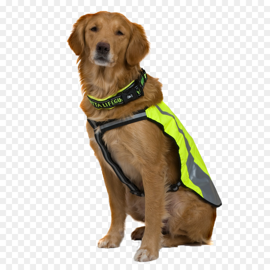 Raça Do Cão，Cachorro PNG