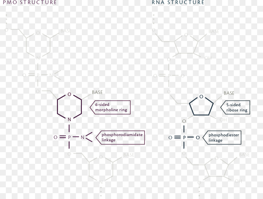 Distrofina，Duchenne Muscular Distrophy PNG