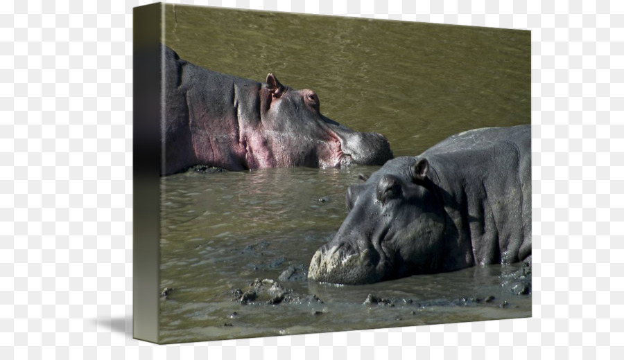 Hipopótamo，Dos Animais Terrestres PNG