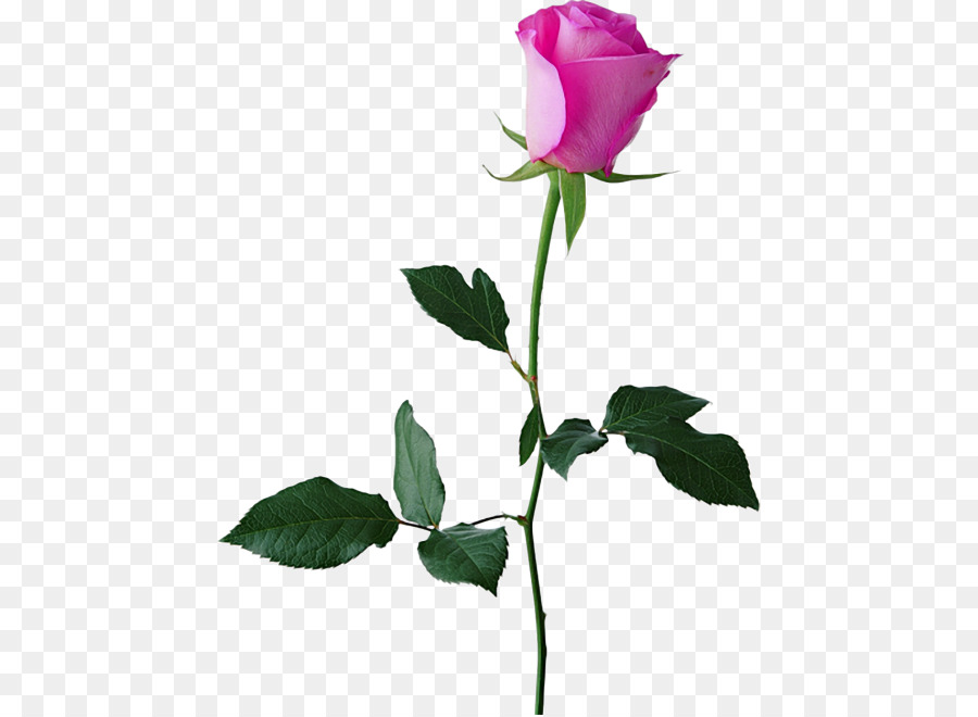 Rosa，Black Rose PNG